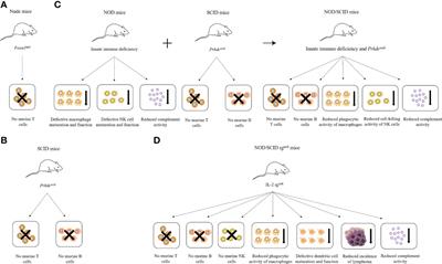 Frontiers | The development and improvement of immunodeficient 